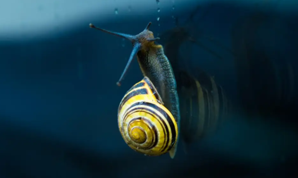 Fakta unik hewan invertebrata tanpa tulang.