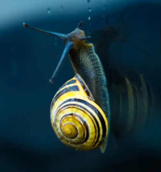 Fakta unik hewan invertebrata tanpa tulang.