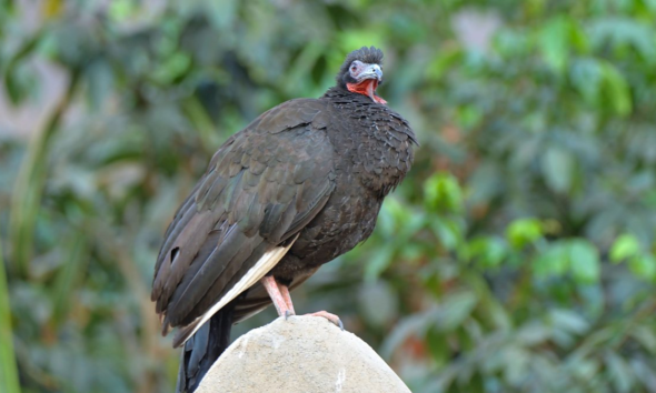 Fakta unik burung guan langka peru.
