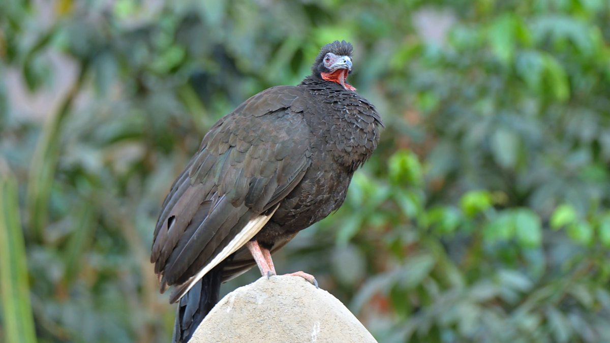 Fakta unik burung guan langka peru.
