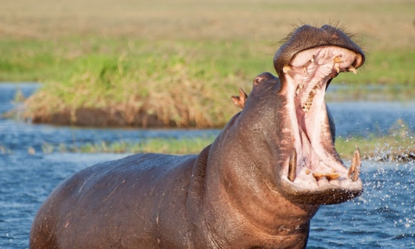 Fakta unik kuda nil hewan raksasa.