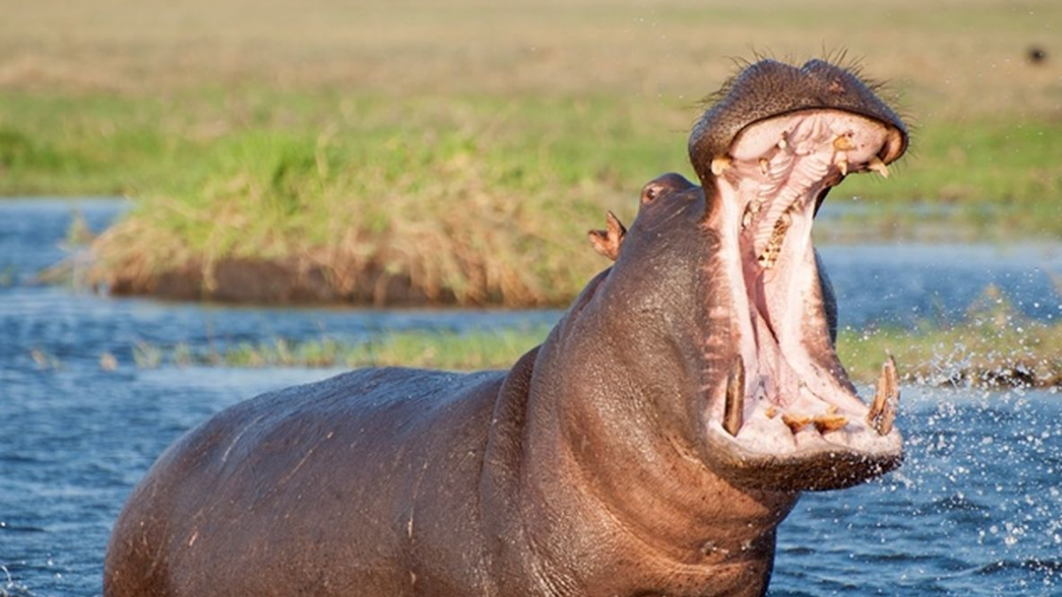 Fakta unik kuda nil hewan raksasa.