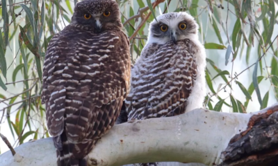 Rahasia kepala burung hantu berputar tanpa mati.
