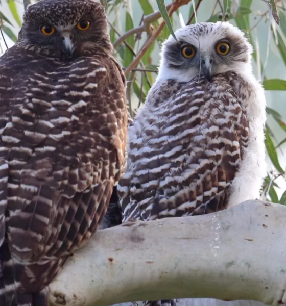 Rahasia kepala burung hantu berputar tanpa mati.