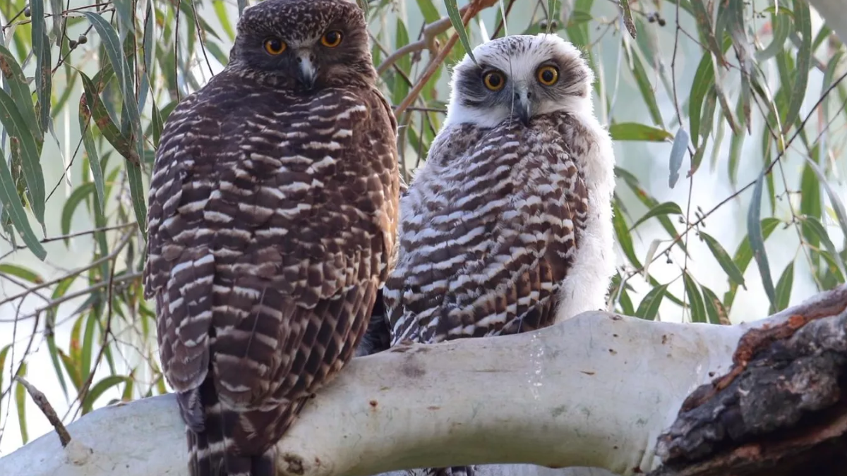 Rahasia kepala burung hantu berputar tanpa mati.