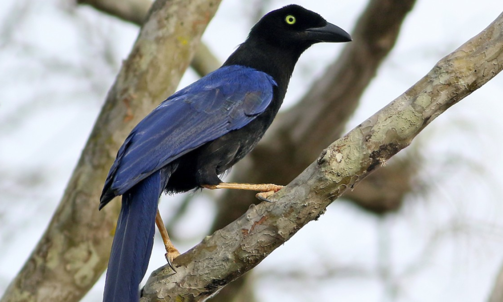 Fakta jay punggung ungu burung eksotis.