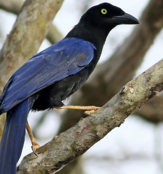 Fakta jay punggung ungu burung eksotis.