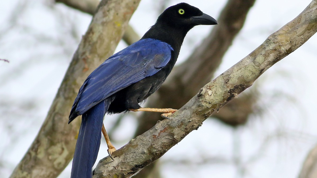 Fakta jay punggung ungu burung eksotis.