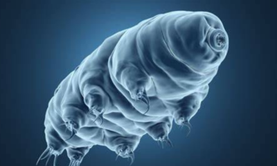 Fakta hewan paling kuat tardigrada luar angkasa.