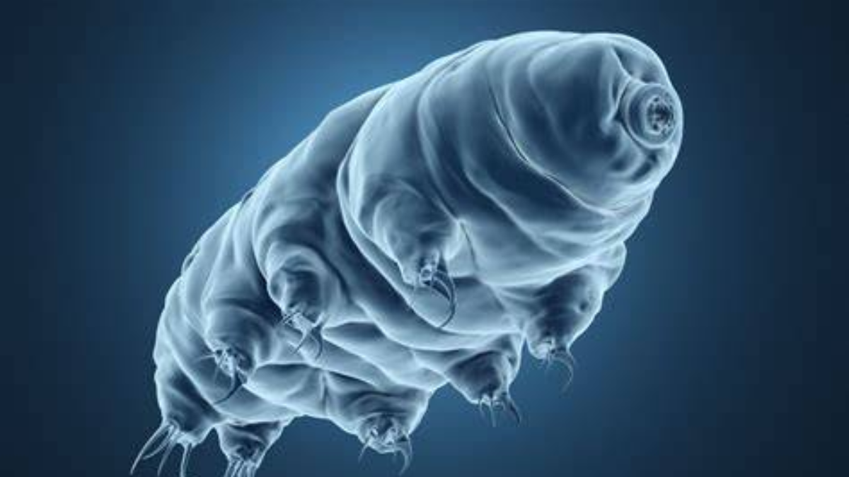 Fakta hewan paling kuat tardigrada luar angkasa.