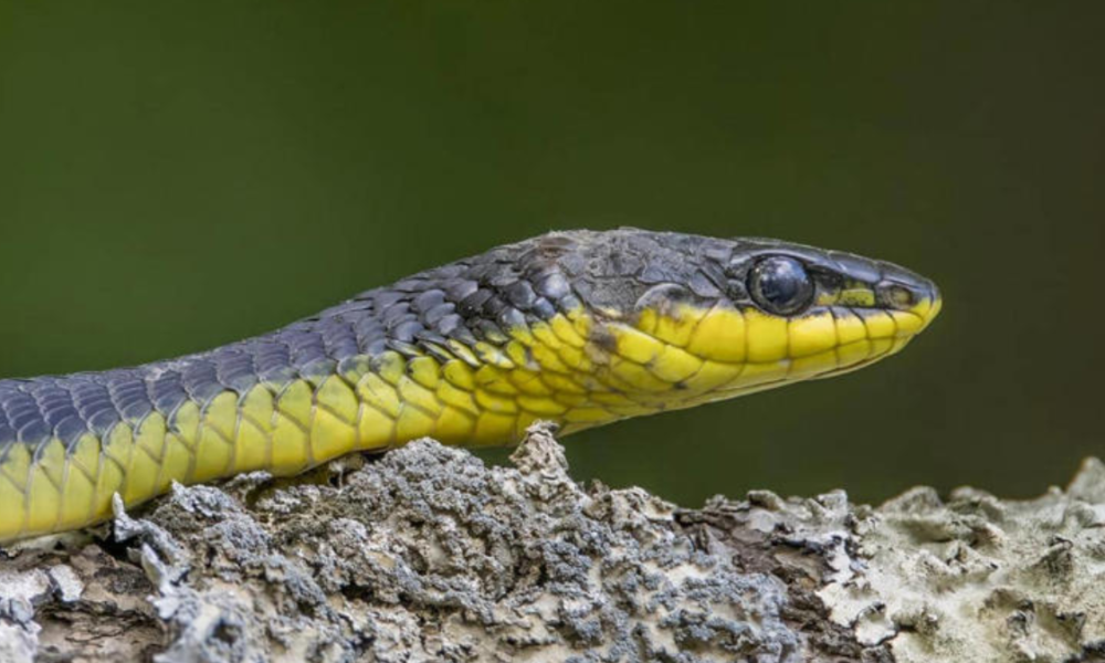 Fakta ular tali hijau penglihatan tajam.