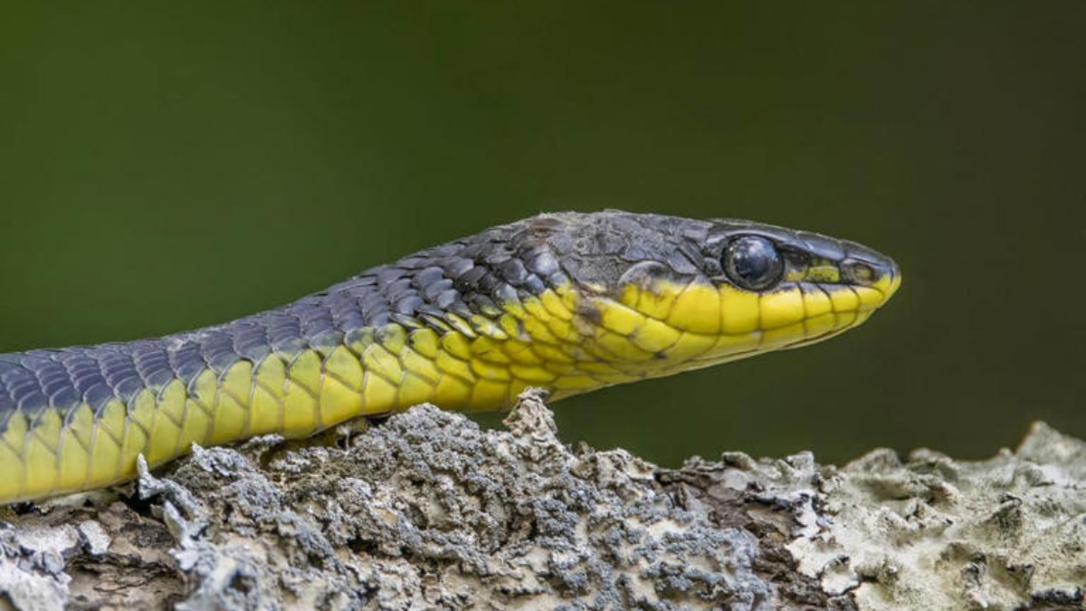 Fakta ular tali hijau penglihatan tajam.