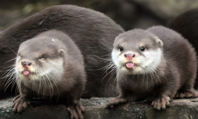 Berang berang tangkal iklim bangun bendungan.