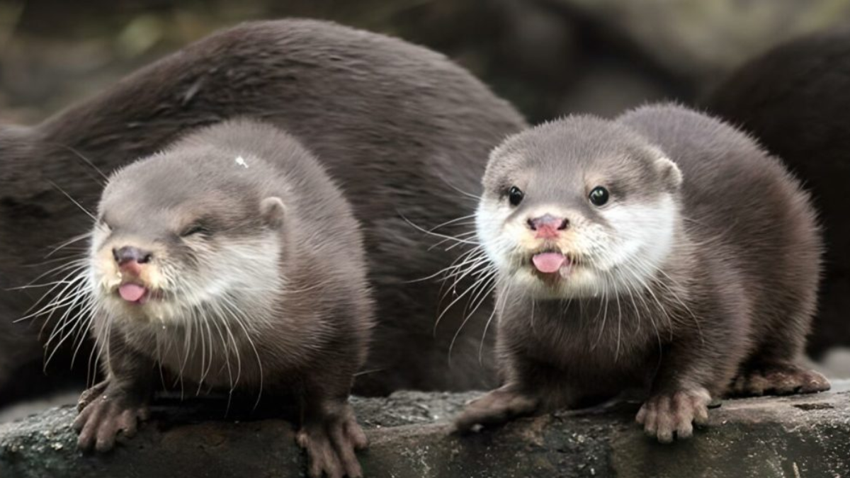 Berang berang tangkal iklim bangun bendungan.