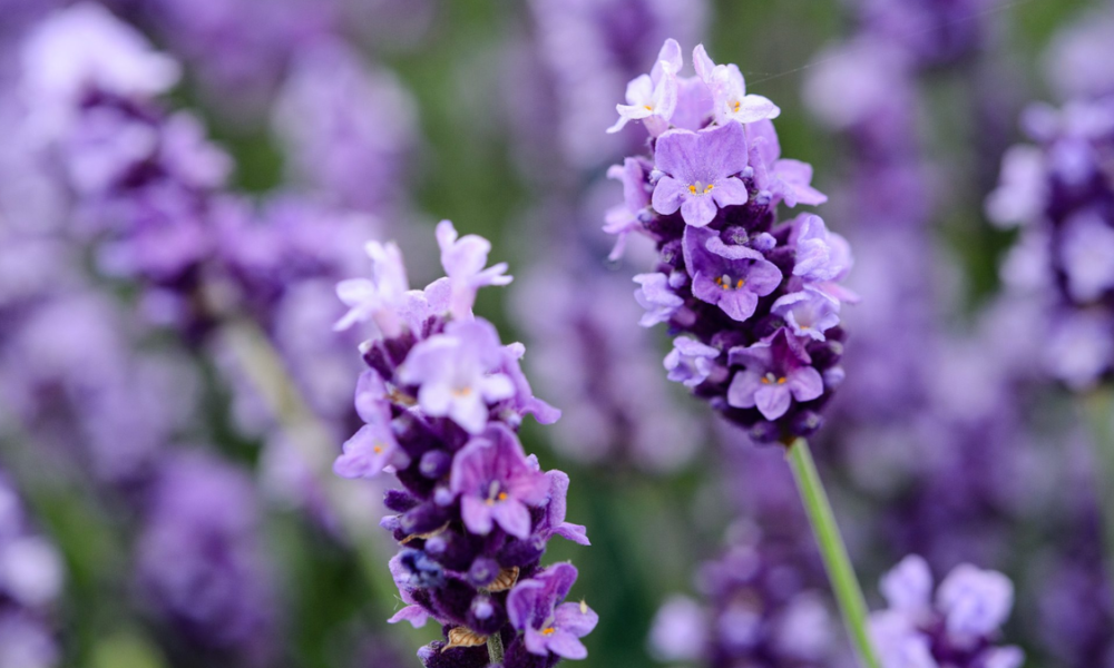 Manfaat tanaman bunga lavender hias anti nyamuk.