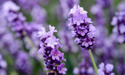 Manfaat tanaman bunga lavender hias anti nyamuk.