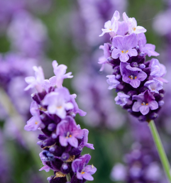 Manfaat tanaman bunga lavender hias anti nyamuk.