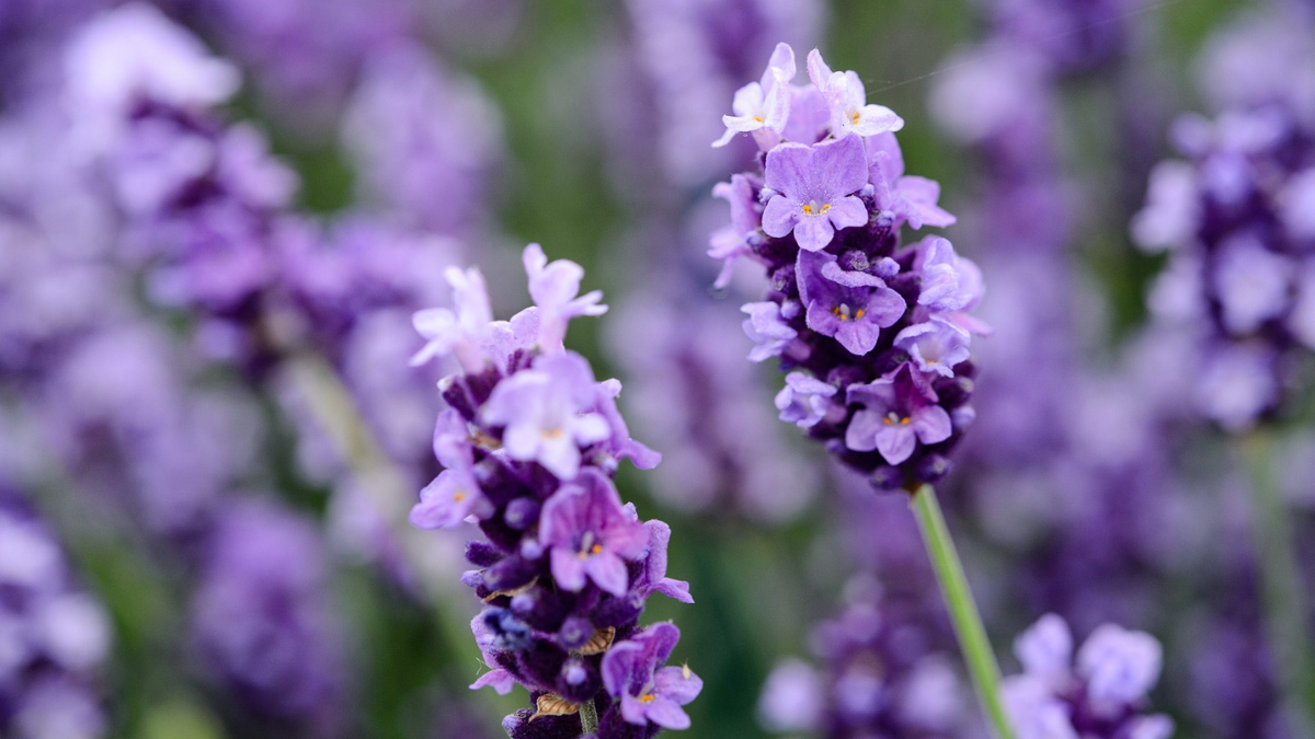 Manfaat tanaman bunga lavender hias anti nyamuk.