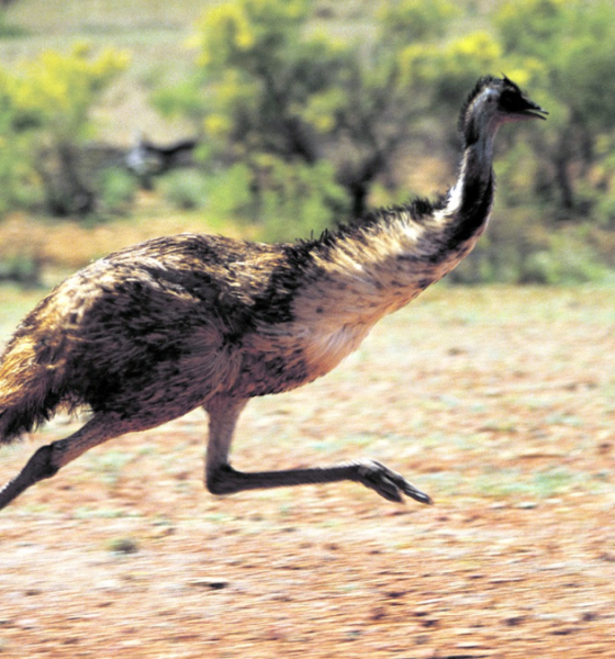 Fakta unik burung emu pemenang perang.