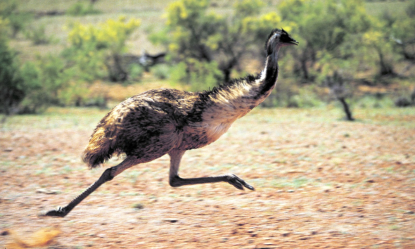 Fakta unik burung emu pemenang perang.