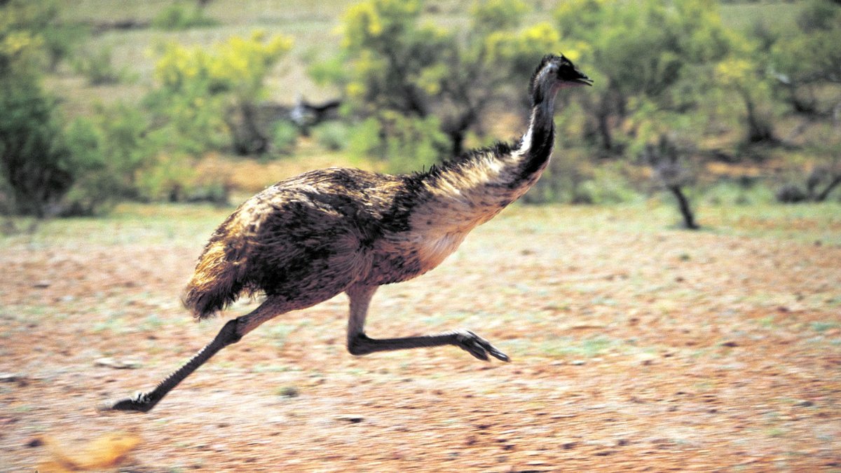 Fakta unik burung emu pemenang perang.