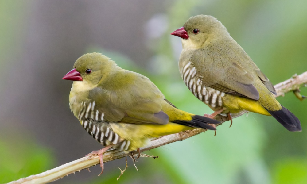 Fakta green avadavat langka burung komunal hijau.