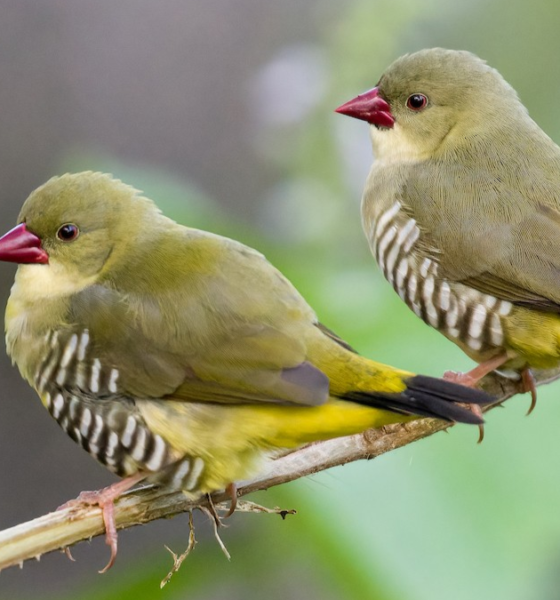 Fakta green avadavat langka burung komunal hijau.