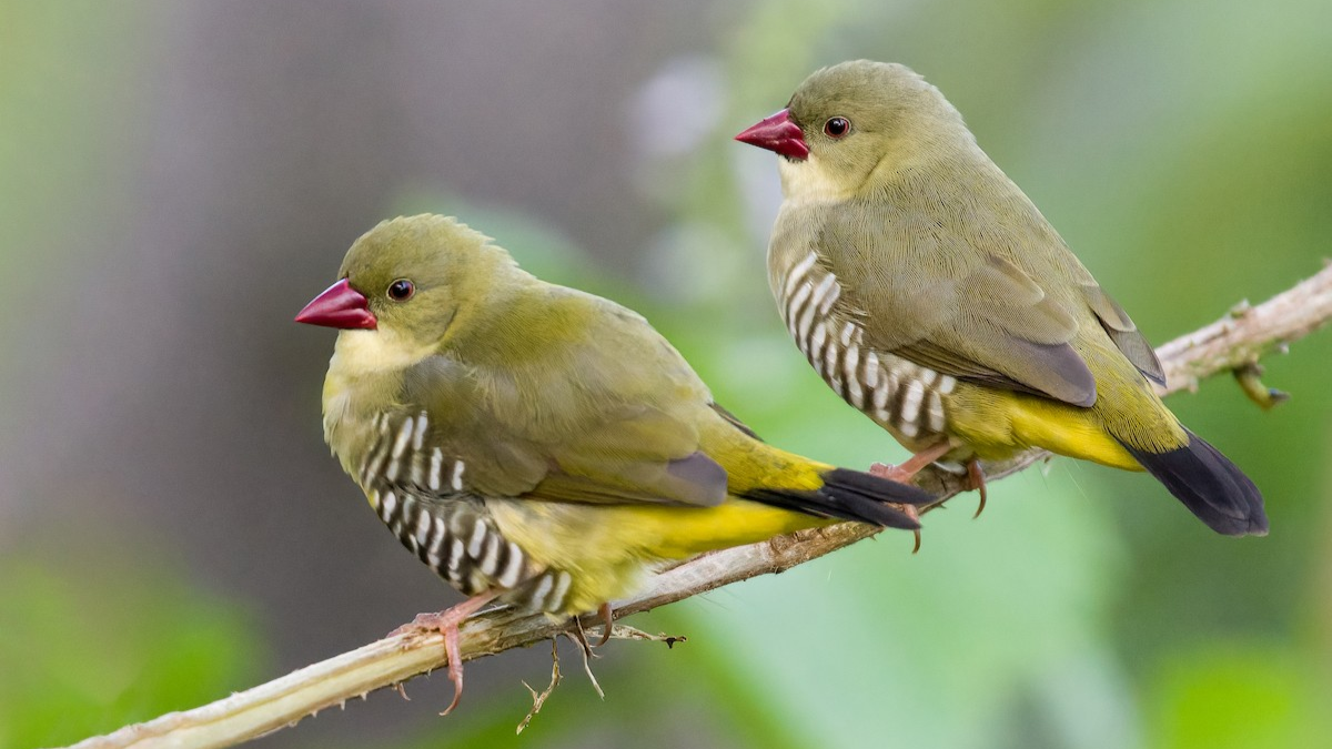 Fakta green avadavat langka burung komunal hijau.