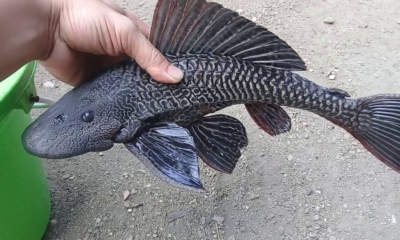 Bahaya ikan sapu sapu rusak ekosistem.