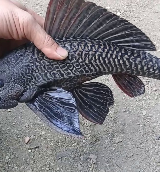 Bahaya ikan sapu sapu rusak ekosistem.