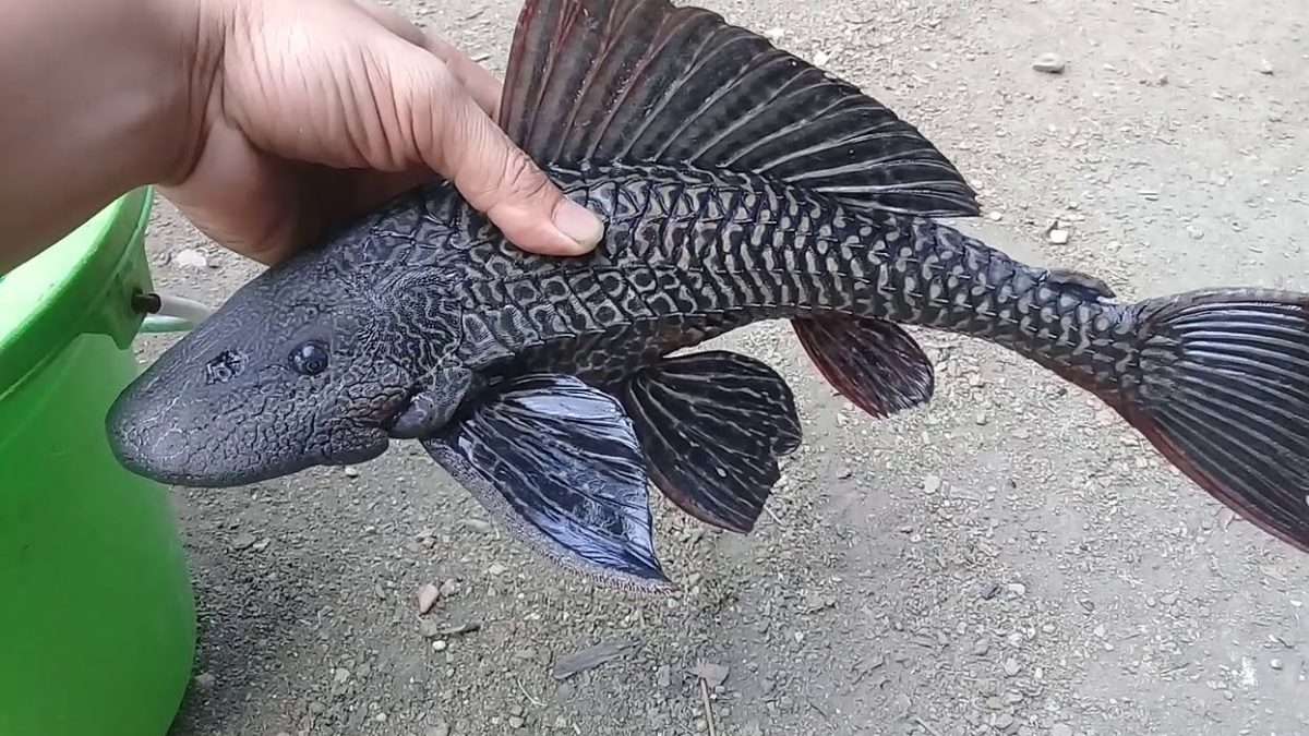 Bahaya ikan sapu sapu rusak ekosistem.