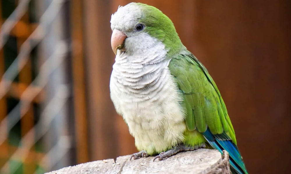 Fakta unik burung quaker pembuat sarang.