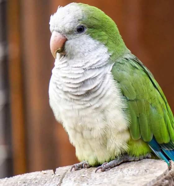 Fakta unik burung quaker pembuat sarang.