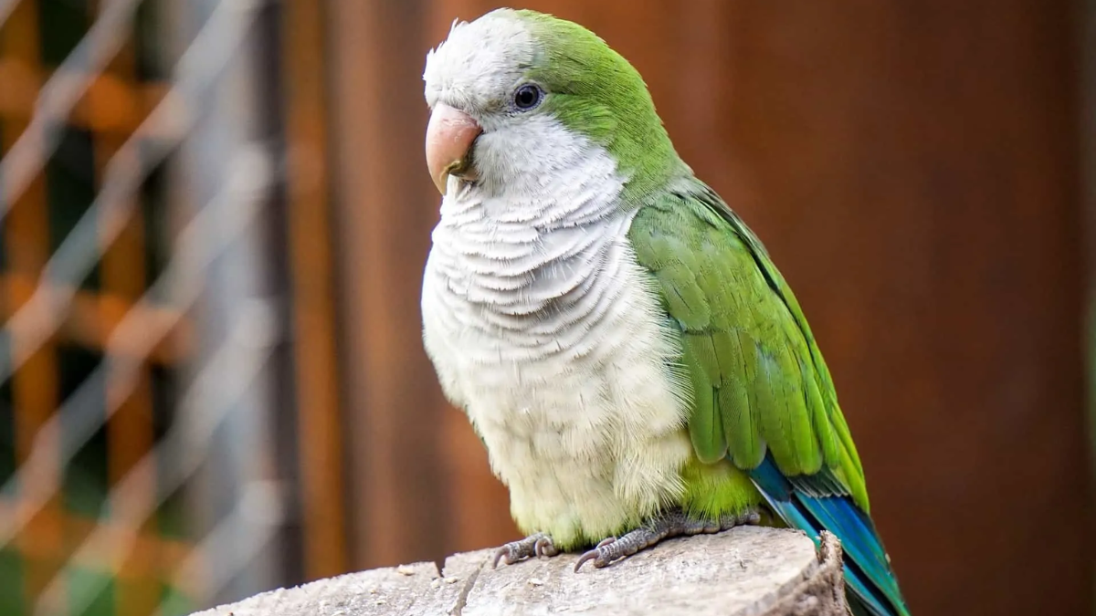 Fakta unik burung quaker pembuat sarang.