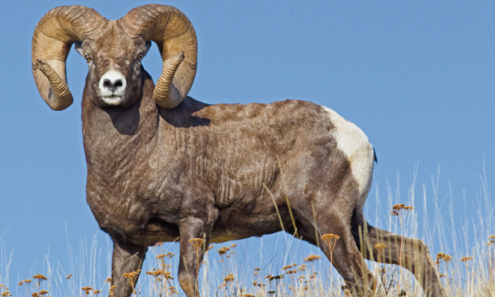 Fakta domba bighorn liar spesies amerika.