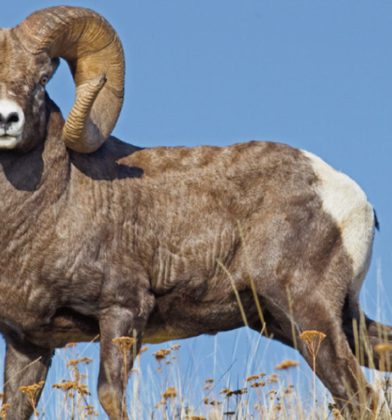 Fakta domba bighorn liar spesies amerika.