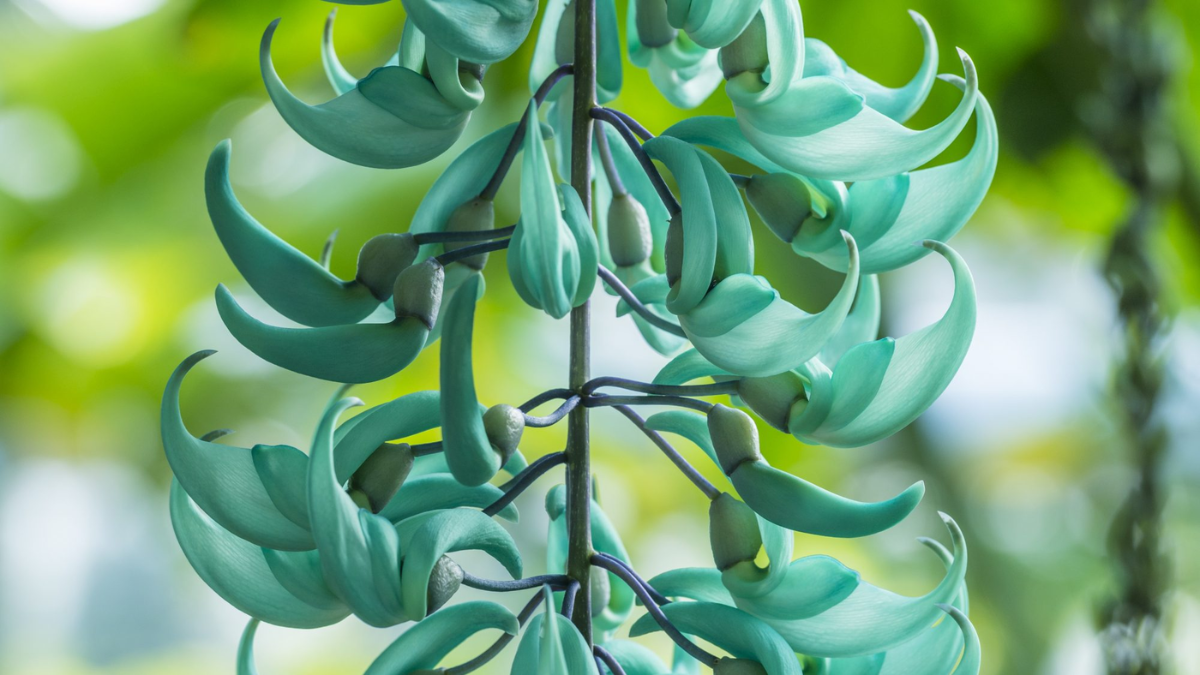 Mengenal Tanaman Jade Vine dari Filipina 51 150