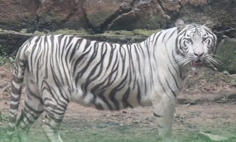 Semarang Zoo