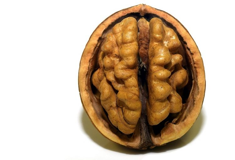 Manfaat Buah Walnut untuk Kesehatan Tubuh 52 image 276