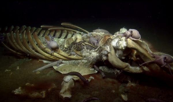 Keajaiban Fenomena Whale Fall Laut Dalam 52 image 277