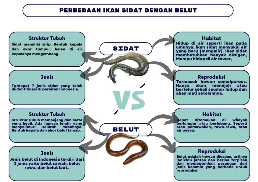 Mengupas Keajaiban, keunikan dan manfaat Ikan Sidat 52 image 279