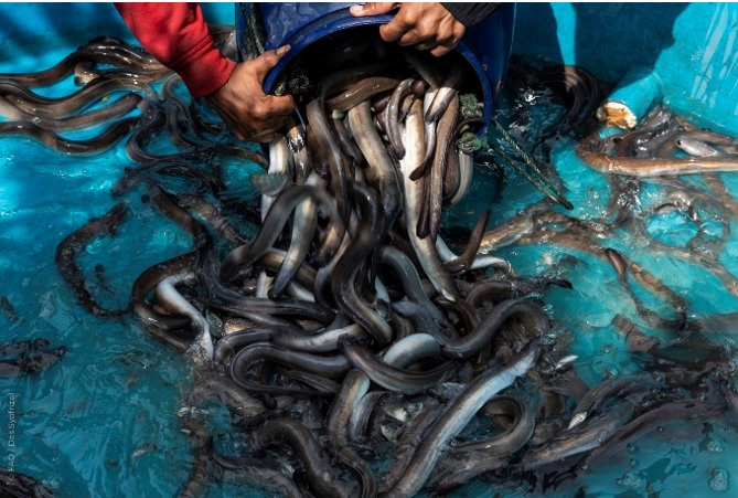 Mengupas Keajaiban, keunikan dan manfaat Ikan Sidat 54 image 281