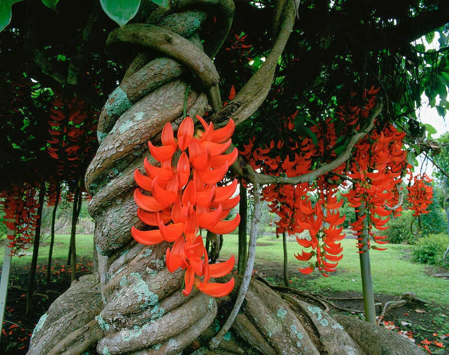 Mengenal Tanaman Jade Vine dari Filipina 53 image 291