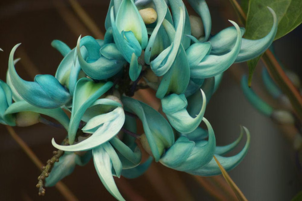 Mengenal Tanaman Jade Vine dari Filipina 52 image 292