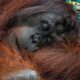 Heboh! Detik-Detik Orang Utan Solo Safari Lepas dan Berkeliaran di Jalan Raya 53 1000190331 11zon