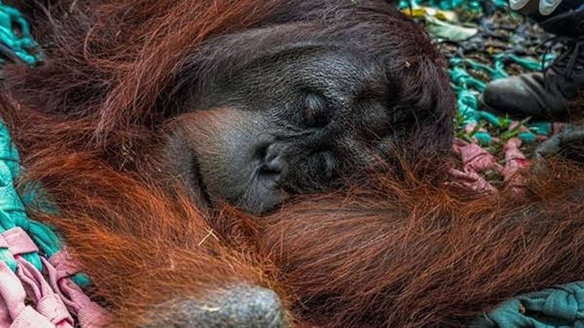 Heboh! Detik-Detik Orang Utan Solo Safari Lepas dan Berkeliaran di Jalan Raya 51 1000190331 11zon