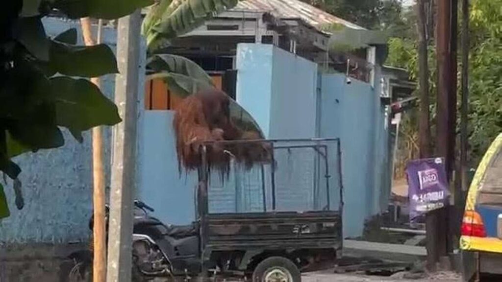 Heboh! Detik-Detik Orang Utan Solo Safari Lepas dan Berkeliaran di Jalan Raya 53 1000190333