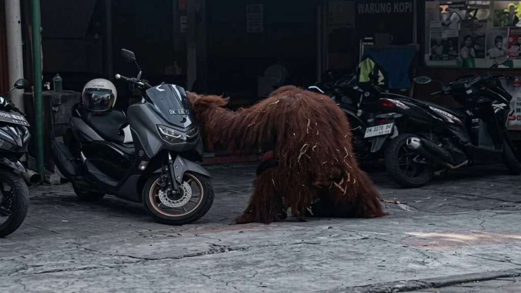 Heboh! Detik-Detik Orang Utan Solo Safari Lepas dan Berkeliaran di Jalan Raya 52 1000190335