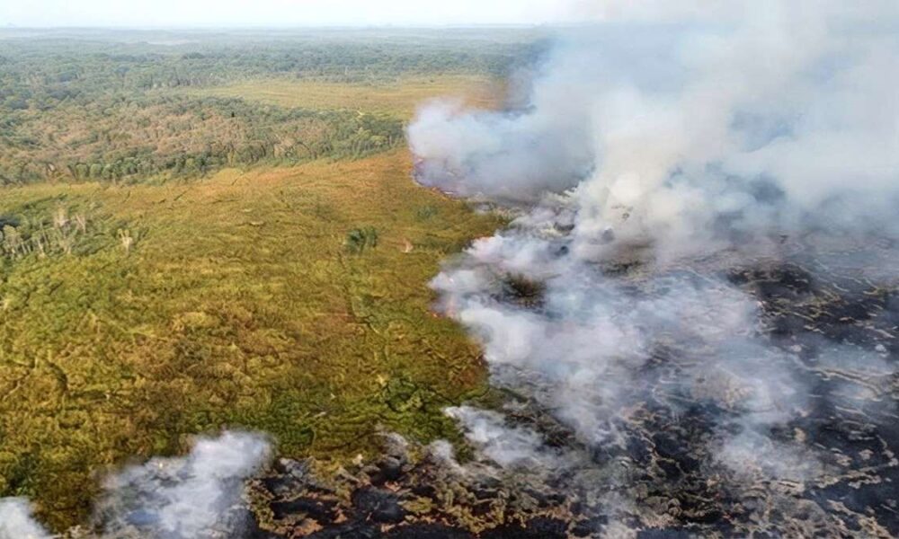 Hotspot Lampung BMKG Deteksi 208 Titik, Pemandangan udara kebakaran hutan yang memperlihatkan asap mengepul di atas area hijau dan lahan yang terbakar