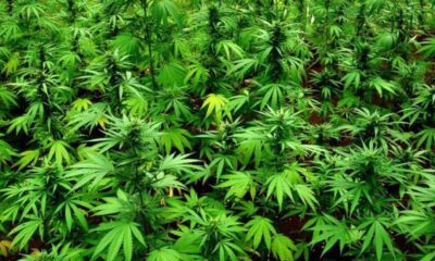 Ganja cultivation